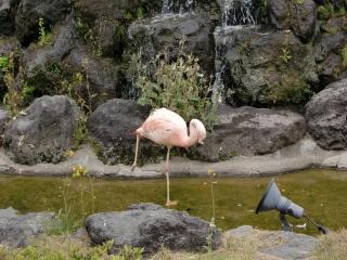 flamingo lake camping