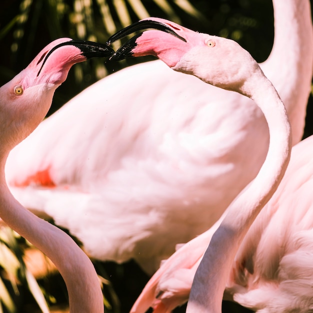 Free Photo | Flamingos