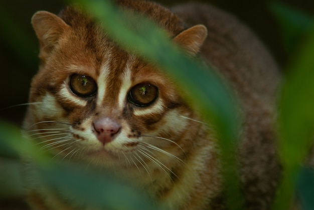 Premium Photo | Flat-headed cat (prionailurus planiceps)