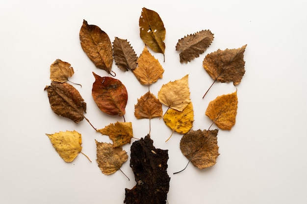 Premium Photo | Flat lay composition of autumn leaves in the form of a ...