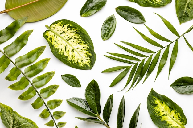 Free Photo | Green Leaves Flat Lay Background