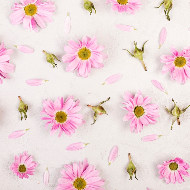 フラットレイアウトピンクデイジーの花と花びら 無料の写真
