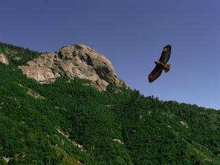 鷹の飛行 無料の写真
