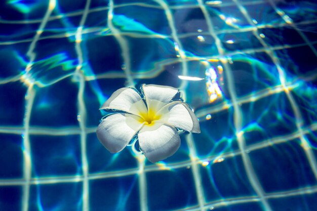 Premium Photo | Floating frangipani flowers in the pool