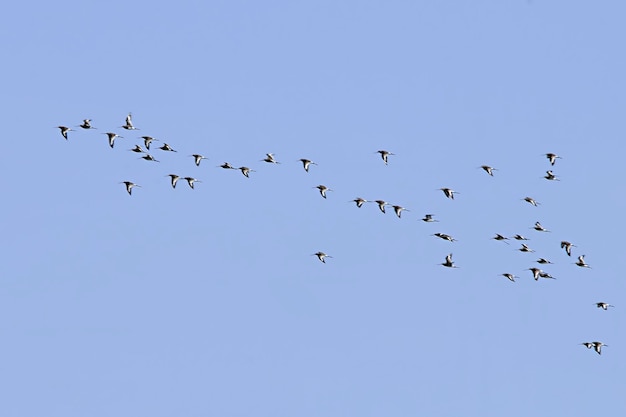 Premium Photo | Flock or band or also flock group of birds of the same ...