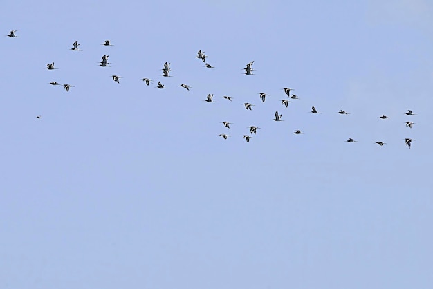 Premium Photo | Flock or band or also flock group of birds of the same ...