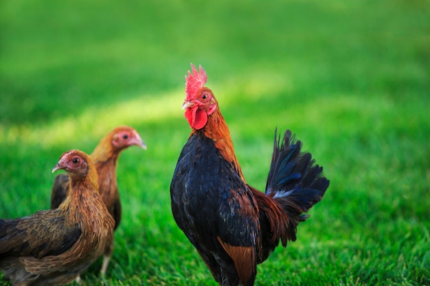 Premium Photo | Flock of bantam chickens