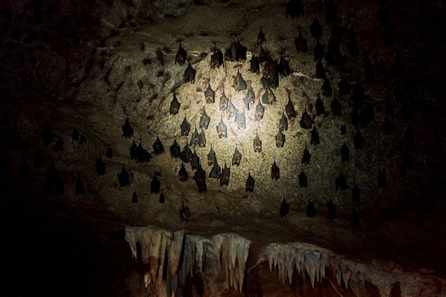 Premium Photo | A flock of bats sleep on the ceiling in a cave. with a ...