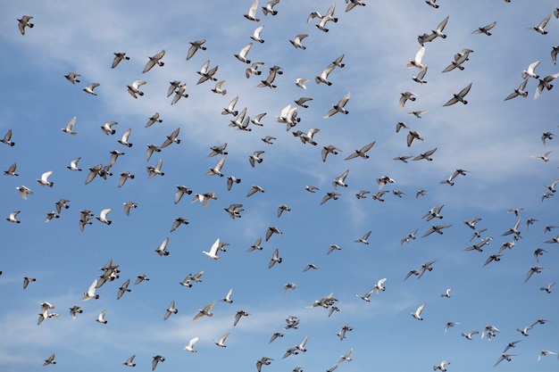 Premium Photo | Flock of homing pigeon flying against clear blue sky