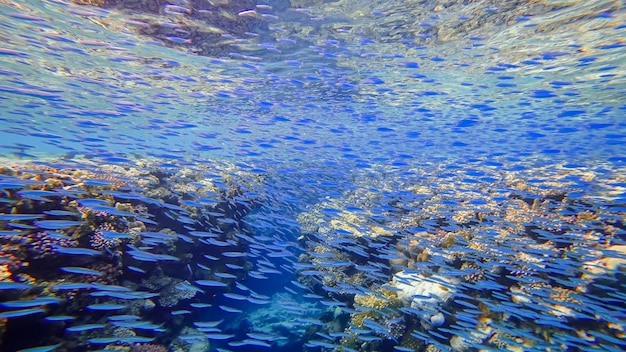 Premium Photo | A flock of many blue fish swim in the waters of the red ...