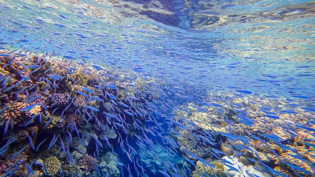 Premium Photo | A flock of many blue fish swim in the waters of the red ...