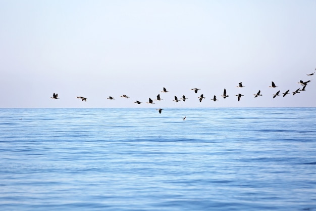 Premium Photo A Flock Of Migrating Birds In The Sky Above The Sea Seasonal Migration Of Birds Soft Selective Focus