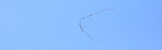 Premium Photo | A flock of migratory birds flies by the sea