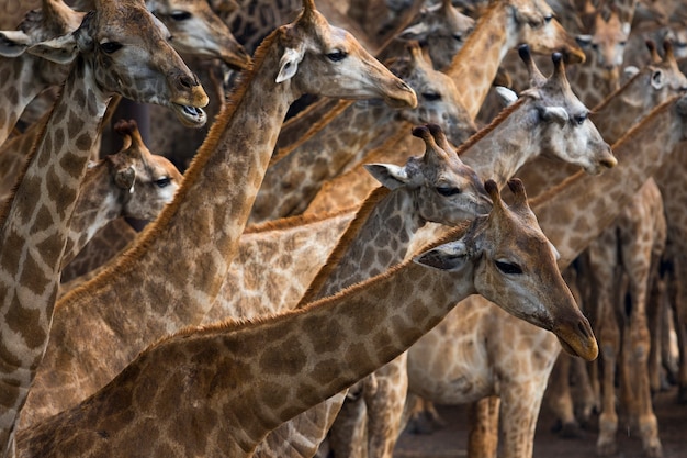 サワンナ畑のアフリカキリンの群れ プレミアム写真