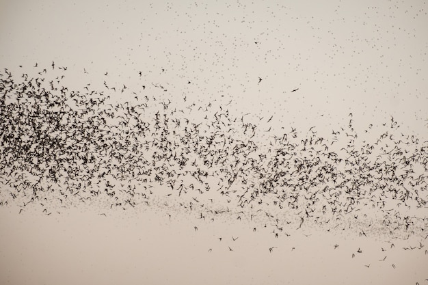 空を飛ぶコウモリの群れ プレミアム写真