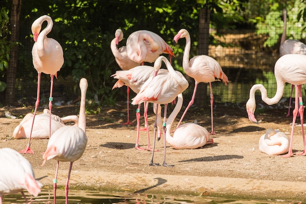 オオフラミンゴの群れ 素敵なピンクの大きな鳥 自然の生息地の動物 プレミアム写真