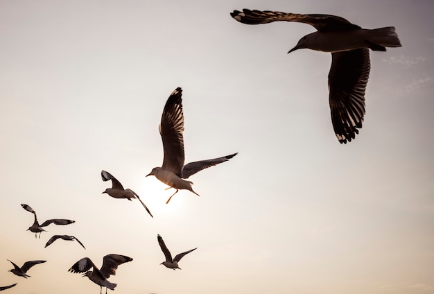 Flock of seagulls flying in the sky Free Photo