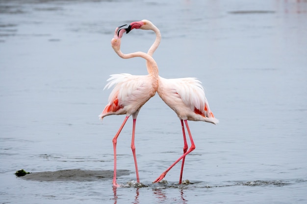 Free Photo Flock Of Pink Flamingos At Walvis Bay Namibia