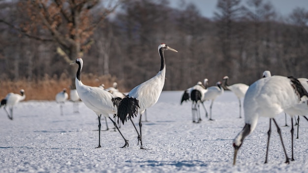 Premium Photo | A flock of red-crowned cranes