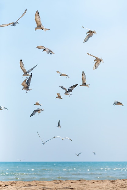 Premium Photo | A flock of seagulls circling in the sky near the sea coast.