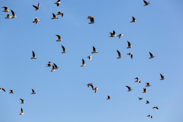 Premium Photo | Flock of seagulls ichthyaetus melanocephalus