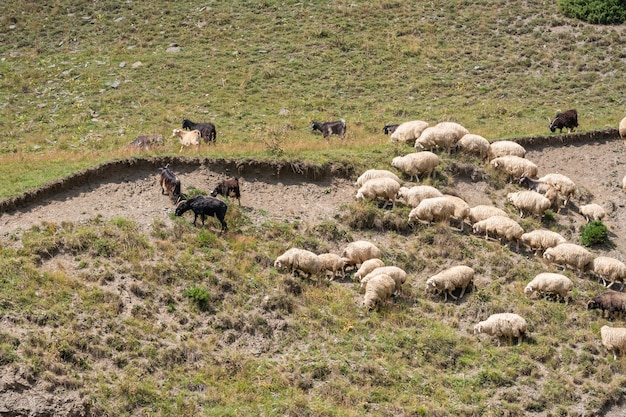 Premium Photo | Flock of sheep on the road, mountain region of georgia ...