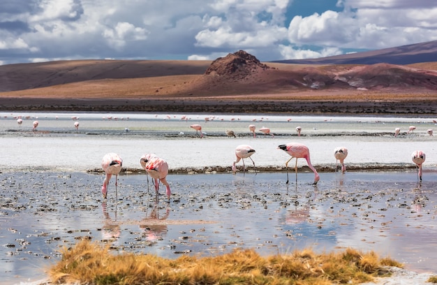 Premium Photo | Flock of wild pink andean flamingos in laguna hedionda ...