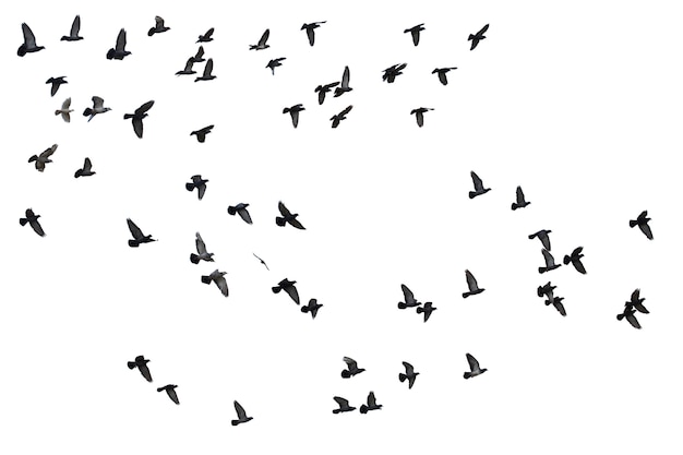 Premium Photo | Flocks of flying pigeons isolated on white background ...