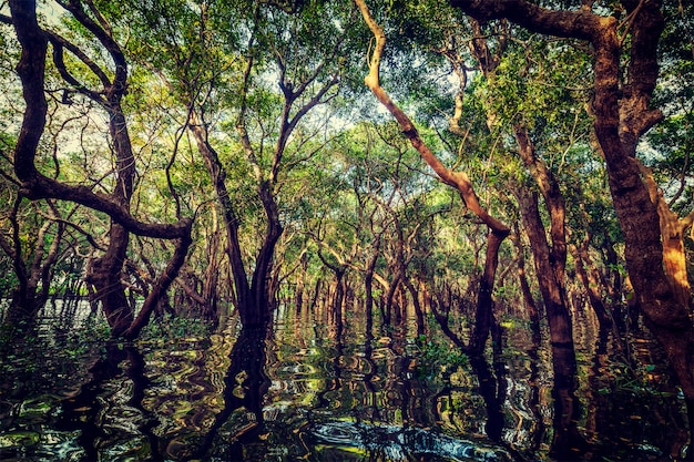 Flooded trees in mangrove rain forest Premium Photo