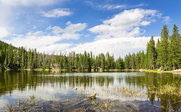 Premium Photo | Flora and fauna of rocky mountain national park ...