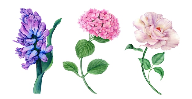 ヒヤシンス アジサイ バラのビンテージ水彩画ボタニカルイラストの花のコレクション プレミアム写真 ヒヤシンス アジサイ バラのビンテージ水彩画ボタニカルイラストの花のコレクション プレミアム写真