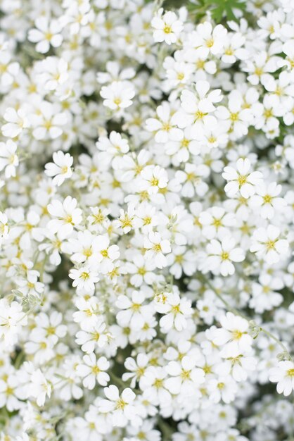 庭の花柄または夏の白いジャスコルカの花の背景 グランドカバーの花の急速な開花 プレミアム写真