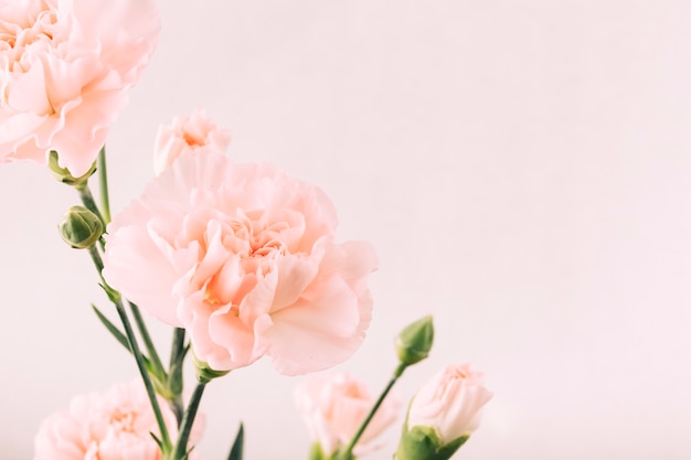 Flower and bud on plain background Photo | Free Download