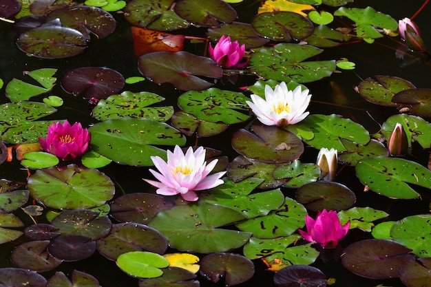 花 水面に美しい咲く水のユリ ナチュラルカラフルな背景 ニンフェア プレミアム写真