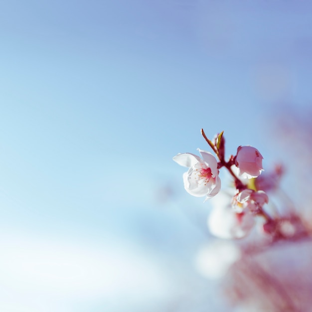 Flower blooming Photo | Free Download