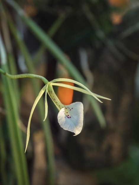 Premium Photo | Flower Of The Brassavola, A Member Of Orchid Family ...