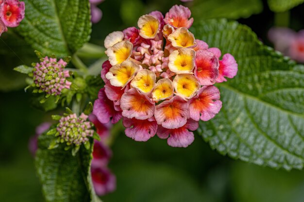 Premium Photo | Flower of common lantana of the species lantana camara ...