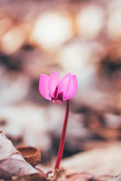 Premium Photo Flower Cyclamen In The Woods In Early Spring Shallow Depth Of Field