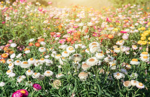 花畑 背景の園芸の花の美しい 庭の花春シーズン暖かいトーン プレミアム写真