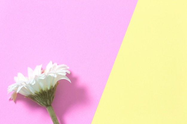 Flower flat lay on pastel background with copy space. soft effect filter. minimal concept. Premium Photo