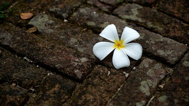 Premium Photo | Flower on floor