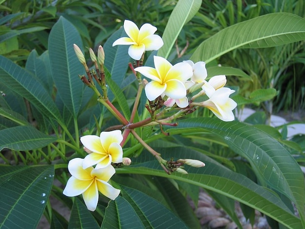 Free Photo Flower flowers plant frangipani