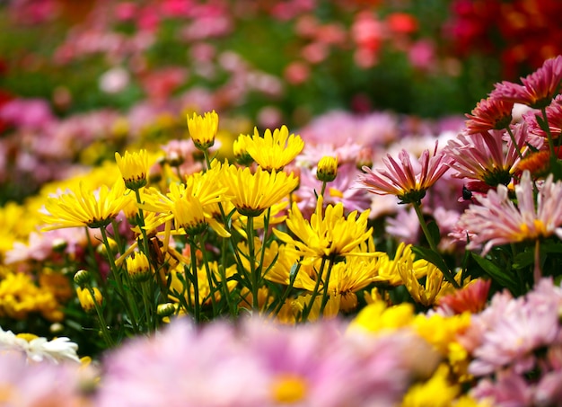 Premium Photo | Flower garden