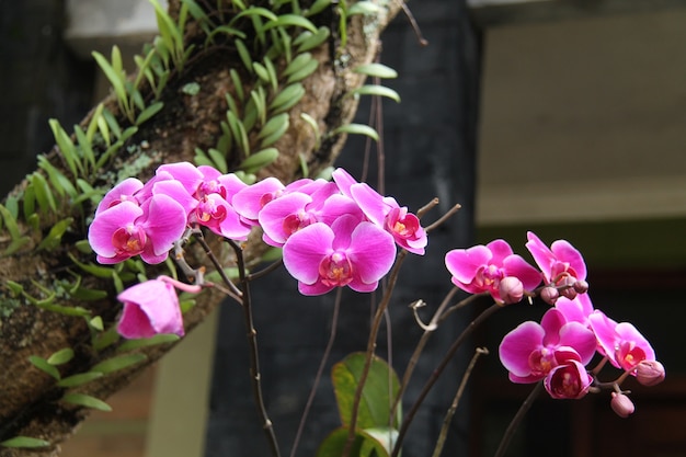 Premium Photo | The flower is called orchid (phalaenopsis amabilis), in the  garden