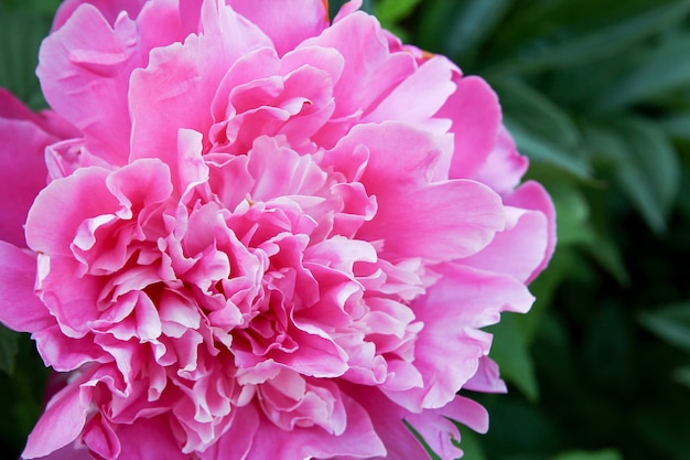 Premium Photo | Flower lilac peony gardening sprink