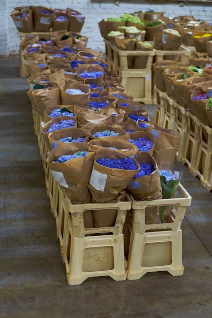 色とりどりの新鮮な花が咲く花市場アジサイベルフラワーマルチレベルショーケース プレミアム写真 色とりどりの新鮮な花が咲く花市場アジサイベルフラワーマルチレベルショーケース プレミアム写真