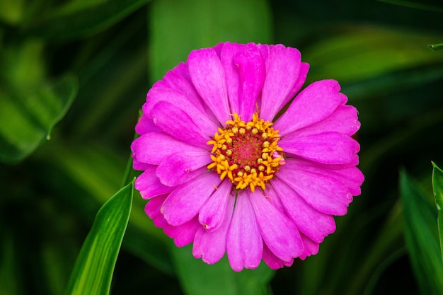 Premium Photo | Flower in natural environment