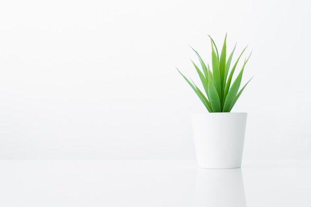 Flower pot for room interior decoration on white table ...