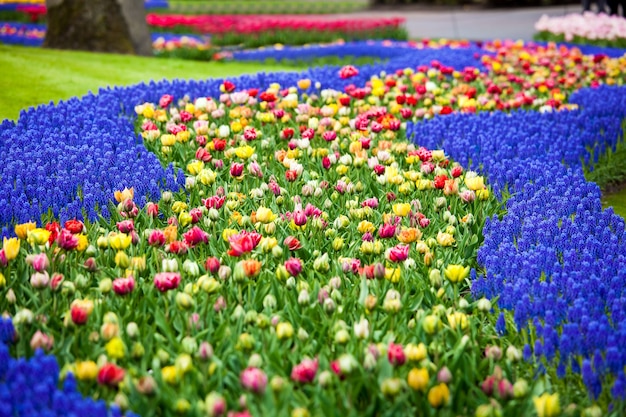 オランダ アムステルダム地域のキューケンホフ公園にある花の川 カラフルな花畑 プレミアム写真