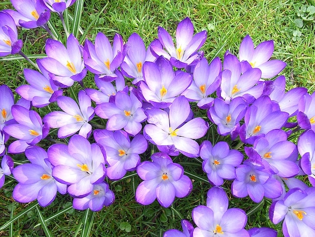 花春 クロッカス紫 無料の写真